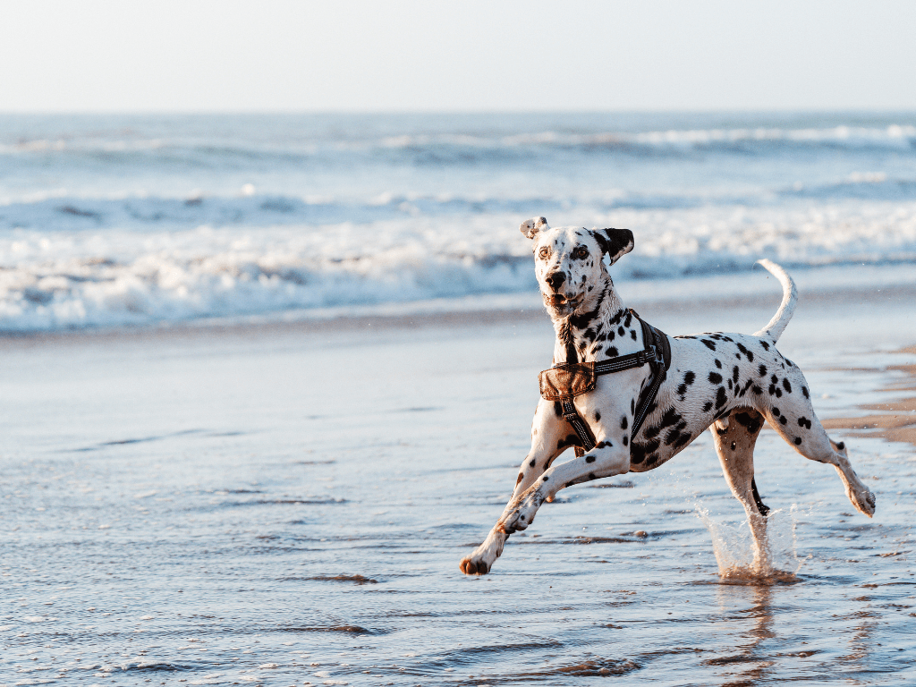 Pet Friendly Topsail Hotel