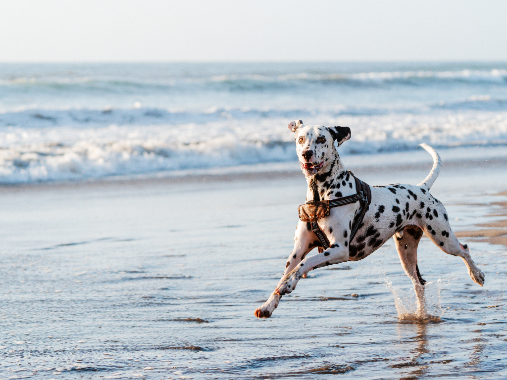 Pet Friendly Topsail Hotel